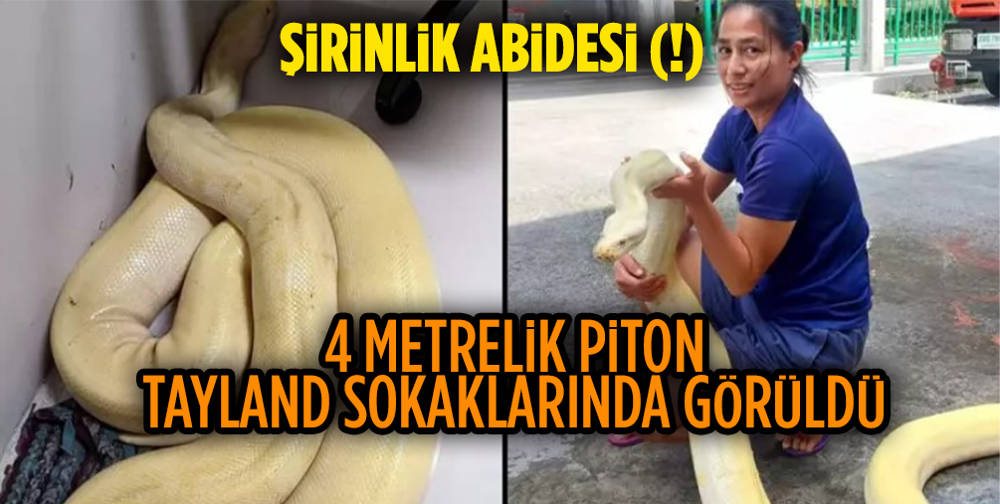 Tayland'da sokakta bulunan 4 metrelik piton panik yarattı.