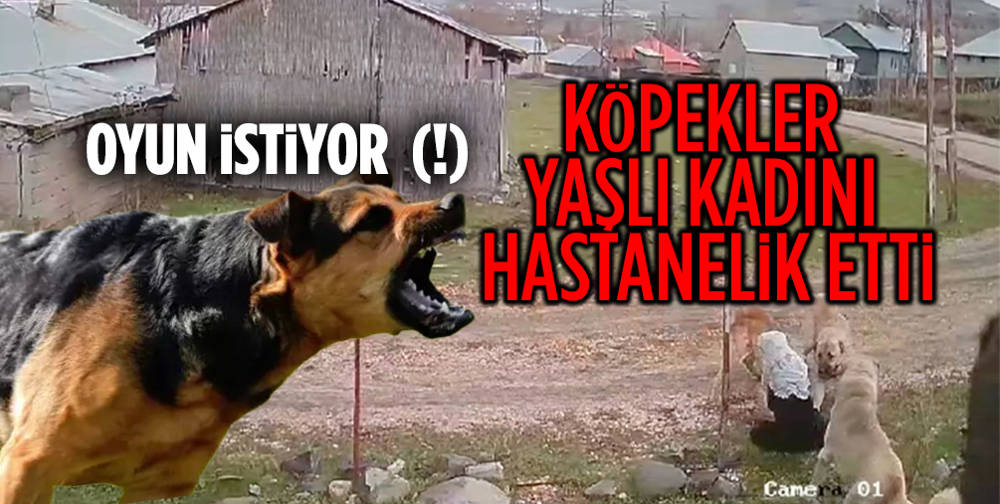 Yaşlı kadına köpek saldırısı