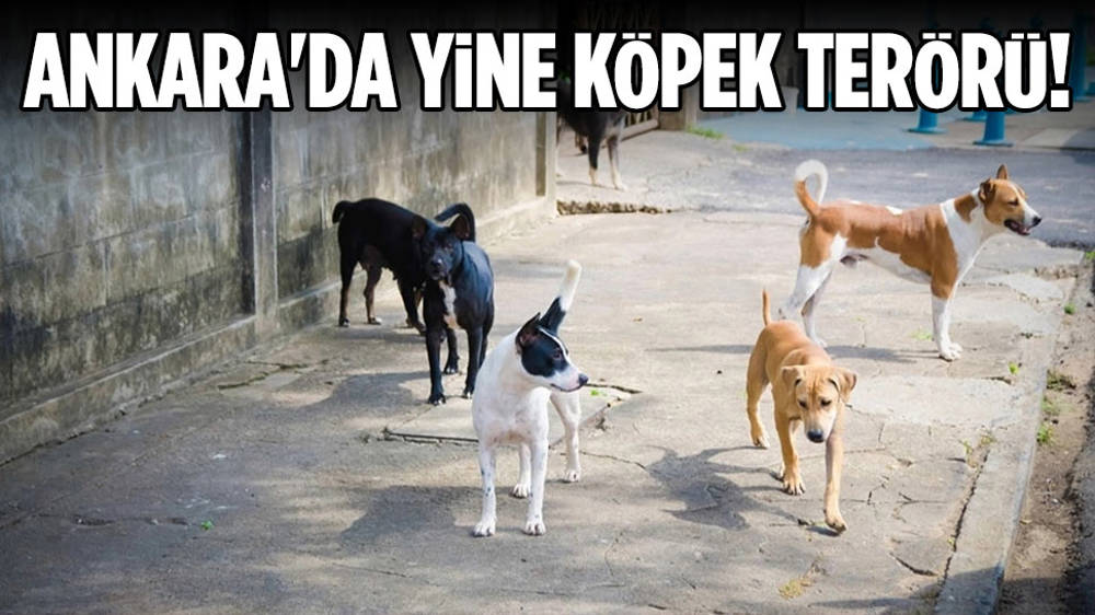 Ankara’da sahipsiz köpekler yabancı öğrenciyi öldürüyordu