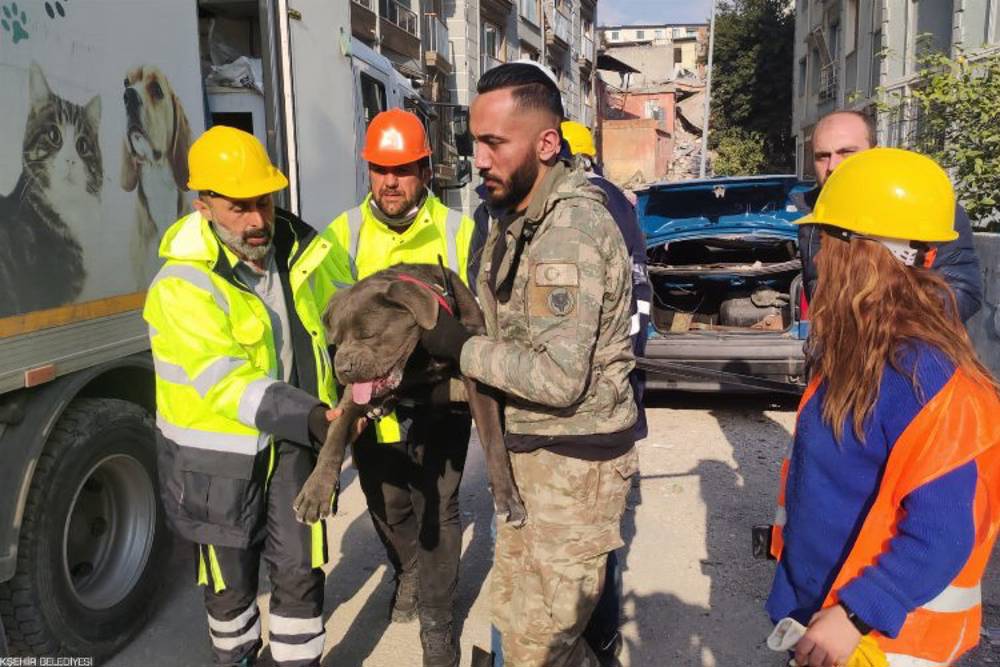 Depremden Etkilenen Hayvanlar Unutulmadı | Ankara Masası