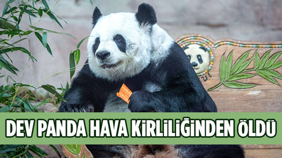 Dev panda Lin Hui 21 yaşında öldü