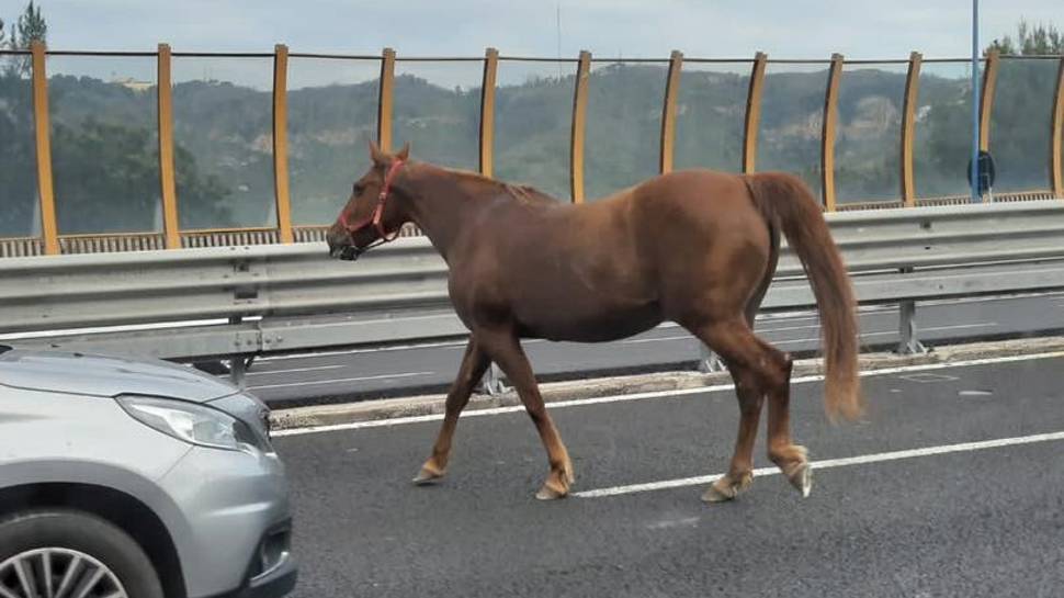 Hipodromdan kaçan at trafiği birbirine kattı!