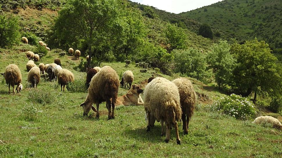 Kurt sürüsü onlarca koyunu telef etti