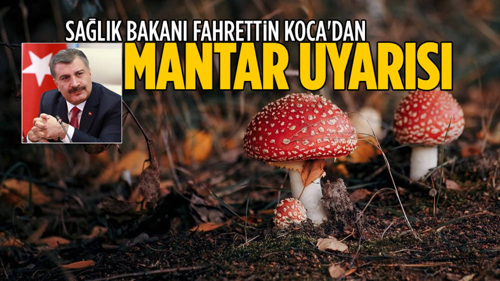 Bakan Koca'dan ''mantar'' uyarısı!