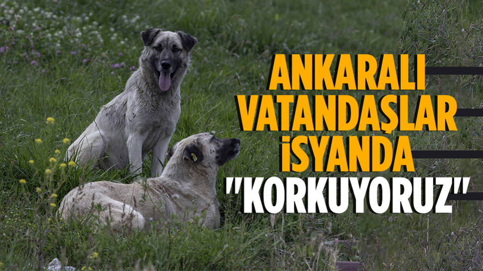 Ankaralıların başıboş köpek isyanı