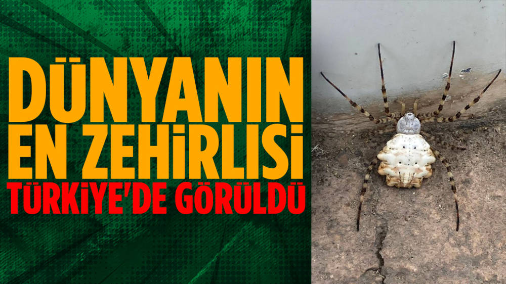 Dünyanın en zehirli örümceği Türkiye'de görüldü