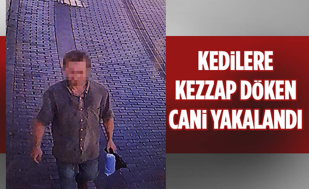 İstanbul'da kedilere işkence yapan cani gözaltına alındı