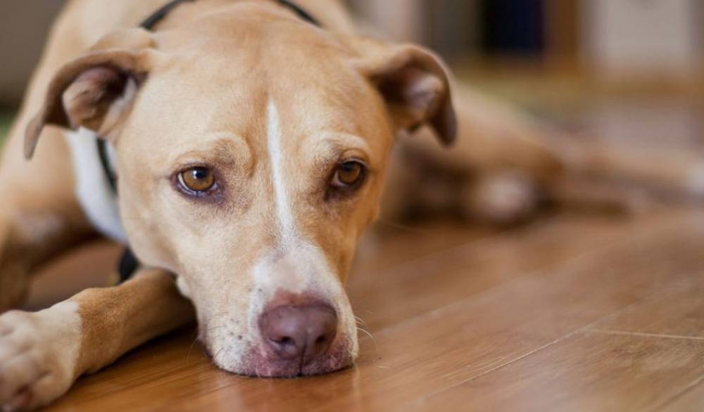 Rüyada Köpek Görmek: Anlamı ve Sembolizmi