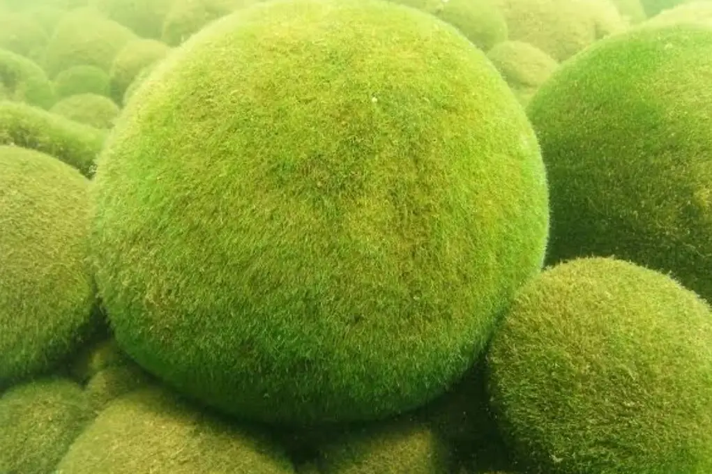 Marimo Nedir?