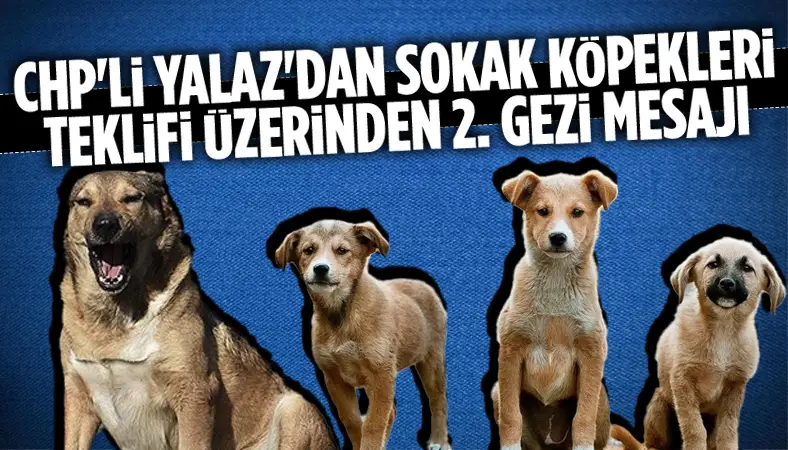 CHP'li Yalaz'dan gezi vurgulu sokak hayvanları yasasına tepki!