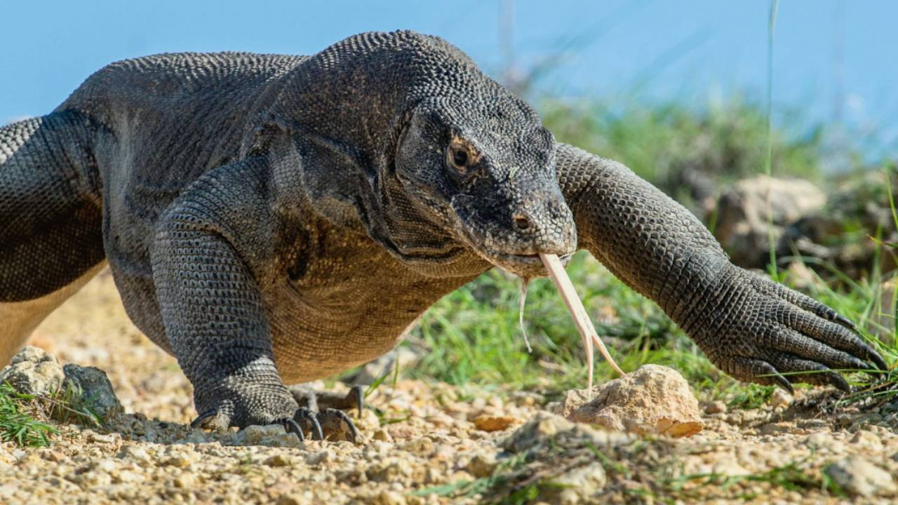 Komodo ejderlerine ilişkin şaşırtan keşif