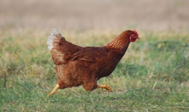 'Bahçeye tavuk girdi' kavgasında 2 kişi öldü...