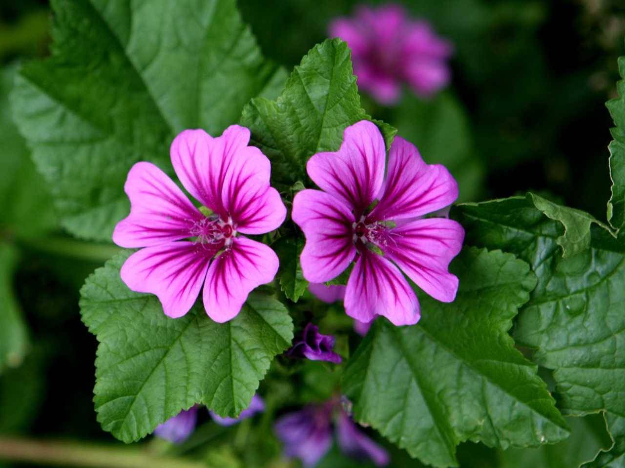 Malva sylvestris çok yıllık bitki hangisidir?