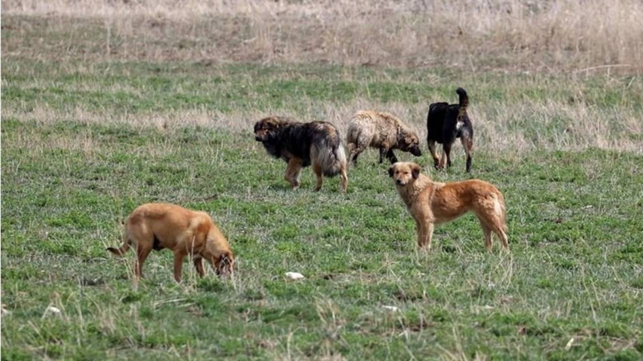 Gündem sokak hayvanları... İlk 5 madde kabul edildi...