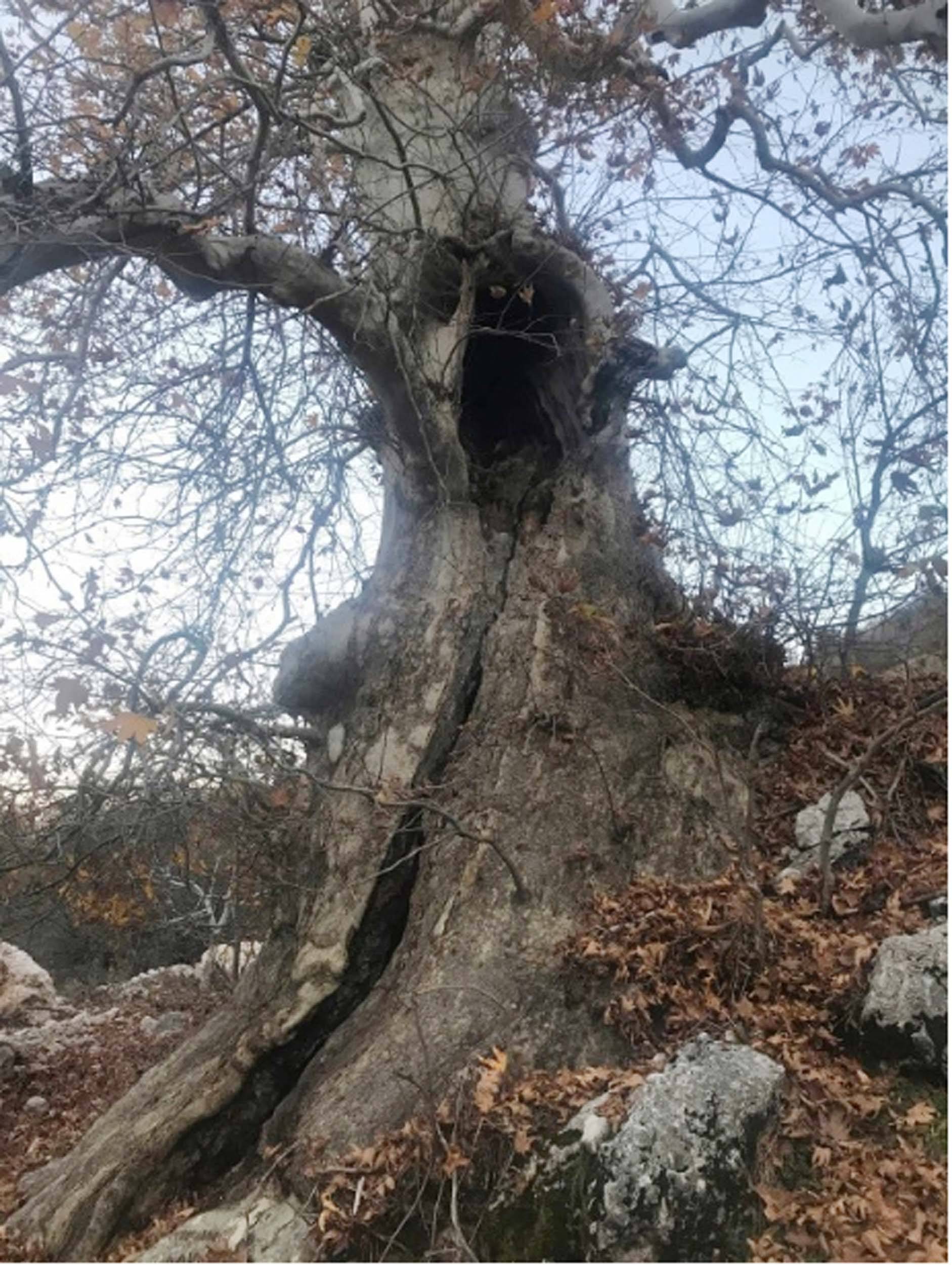En yaşlısı Zonguldak'ta