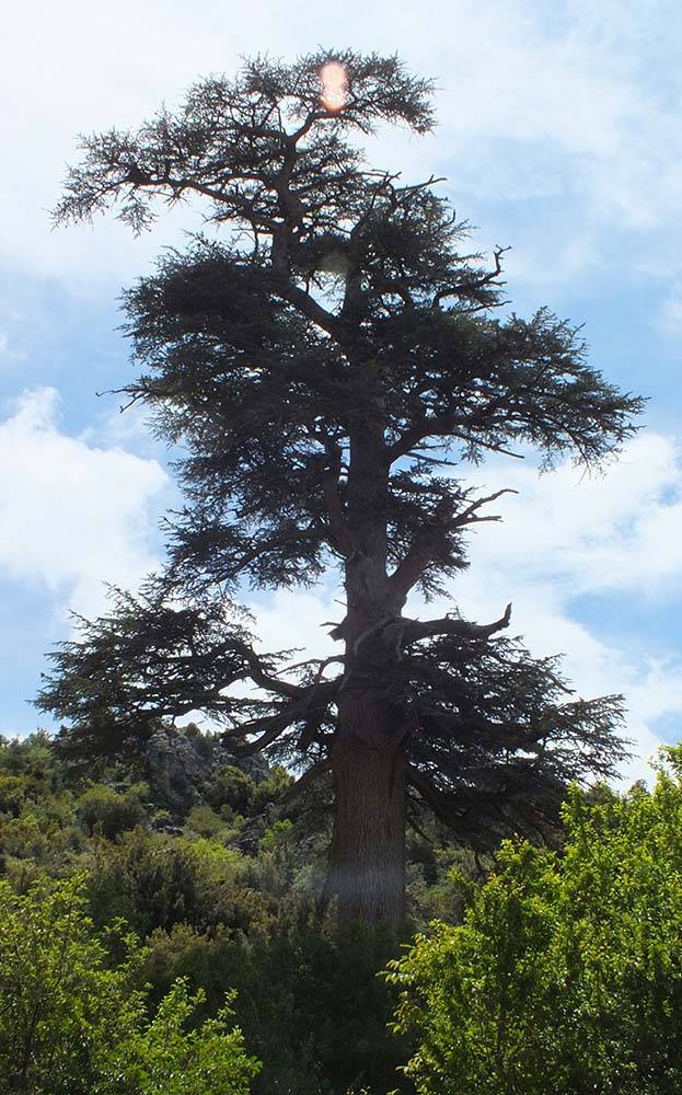 Gövde çapı 8,8 metre