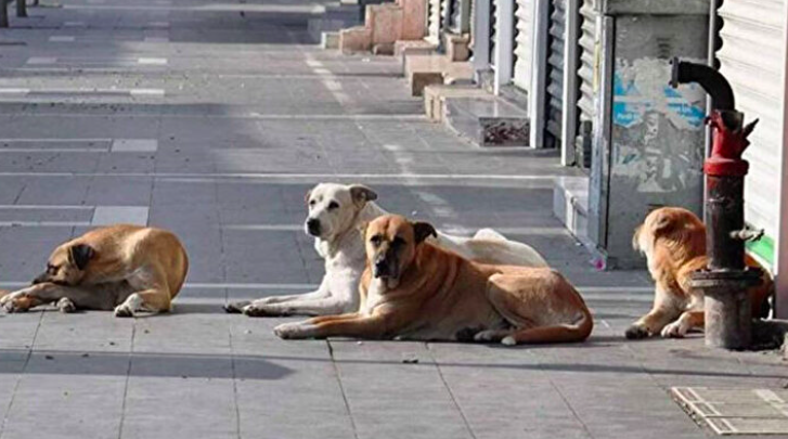 Sahipsiz köpeklere ilişkin düzenleme Resmi Gazete’de yayımlandı