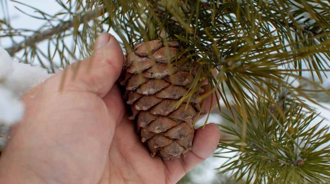 Rüyada Çam Fıstığı Ağacı Görmek Ne Anlama Gelir?