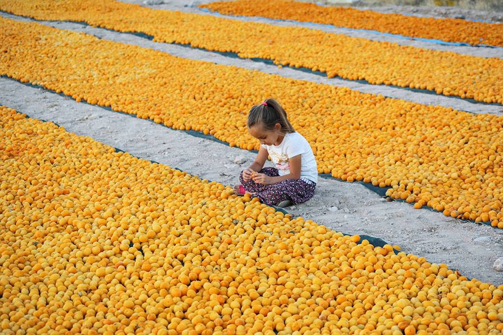 Malatya'da kayısı hasadı başladı