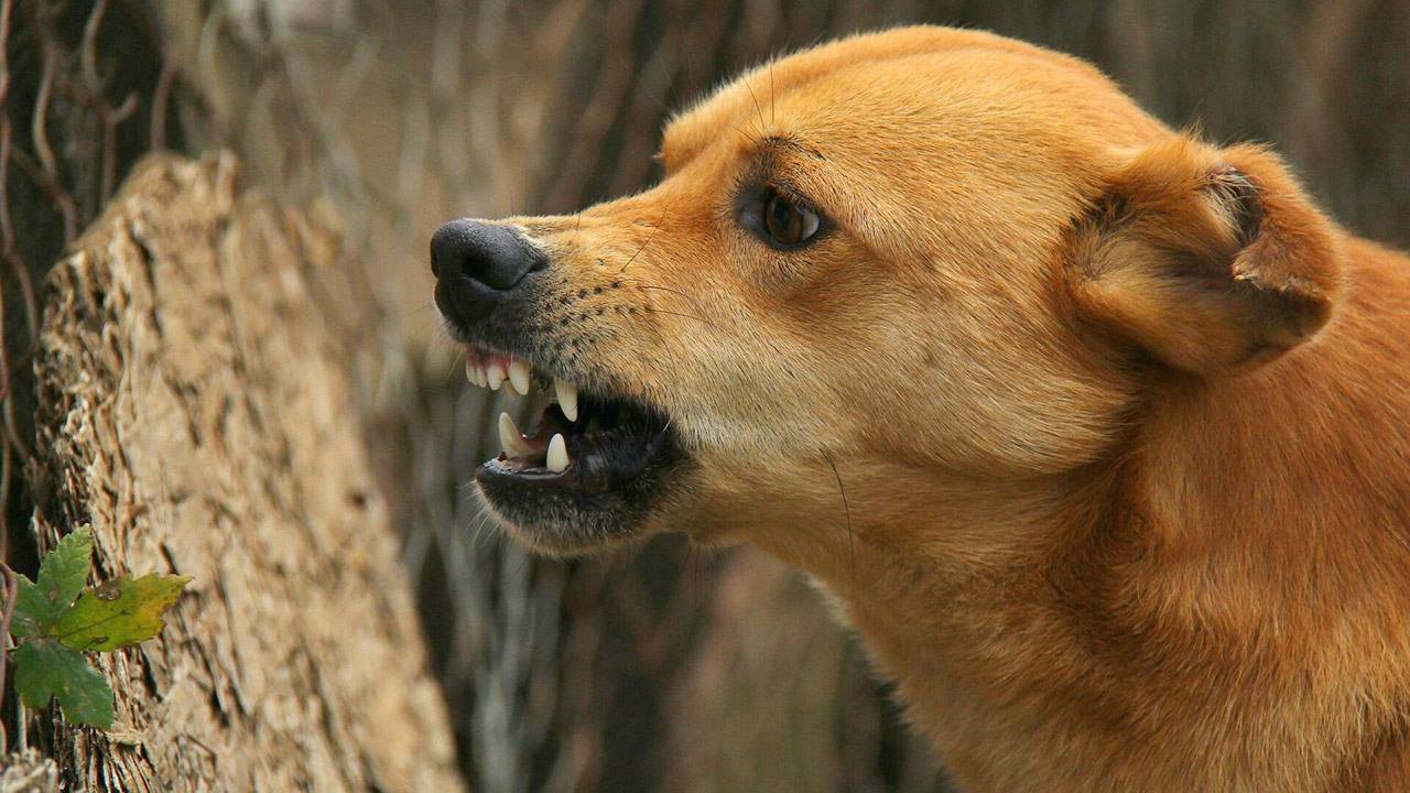 Ankara belediyelerinde “sokak köpekleri” savaşı