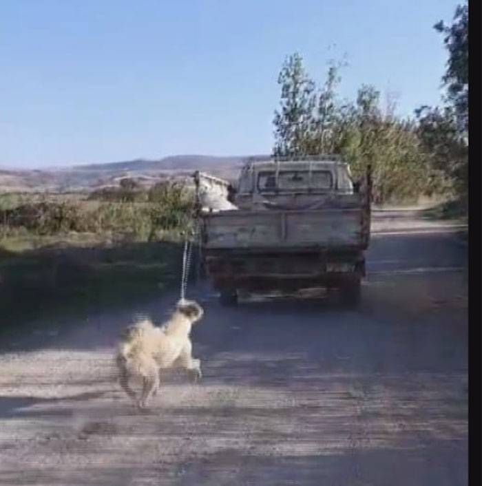 Amasya'da vahşet: Köpeği kamyonetin arkasına bağlayıp, sürükledi