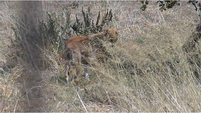 Başıboş köpek terörü bir can daha aldı