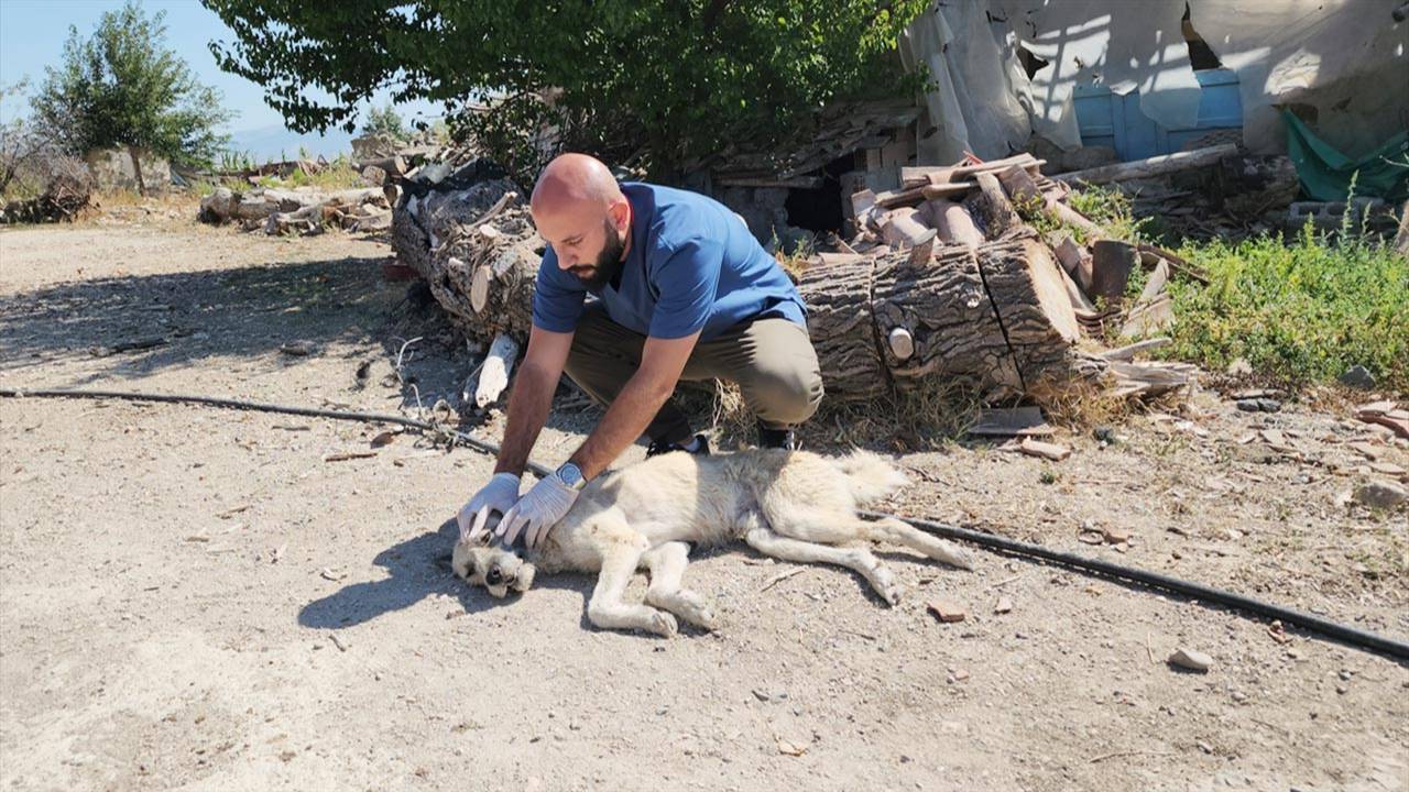 Amasya'da sürüklenen köpek tedavi altına alındı!