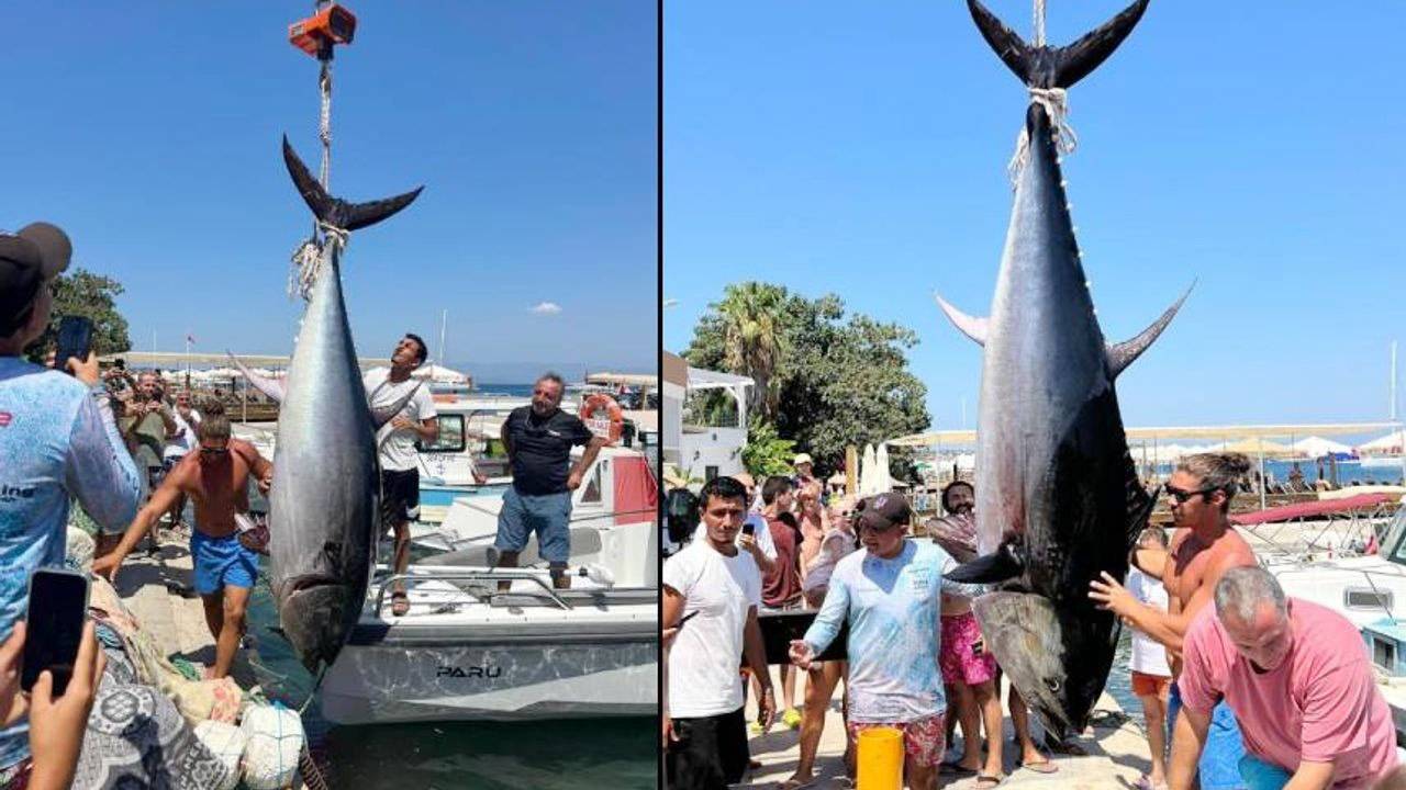 Amatörler 2,5 metre uzunluğunda orkinos avladı