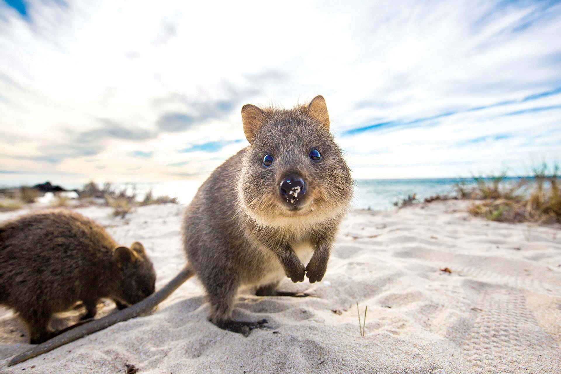 Dünyanın en mutlu hayvanı Avustralya kıtasından 'Quokka'