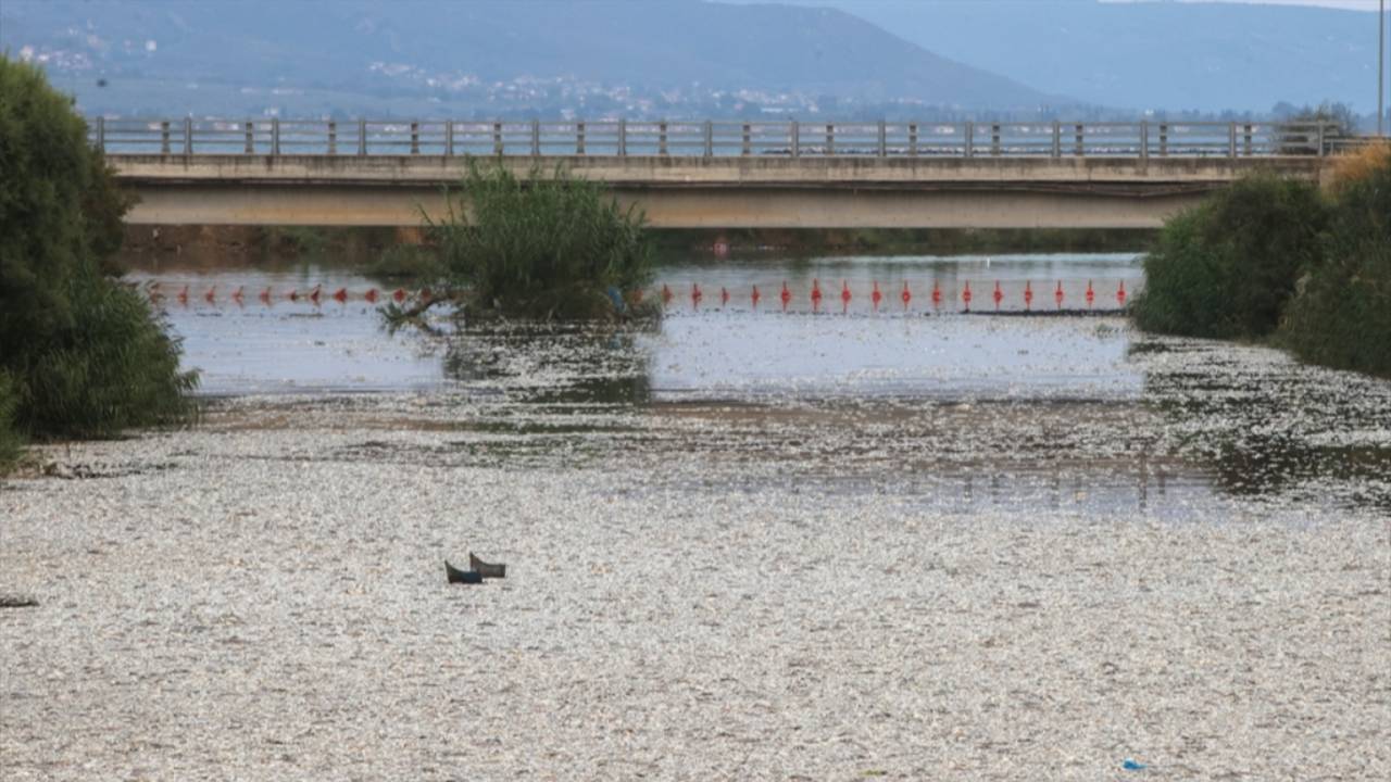 Yunanistan'da ölü balık alarmı!