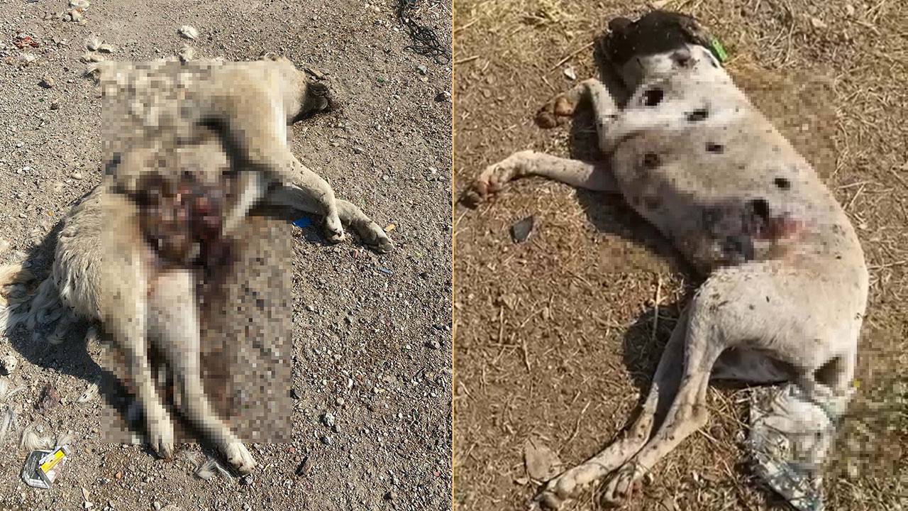 Çanakkale'de 3 sokak köpeği silahlı vuruldu, 2'si öldü!