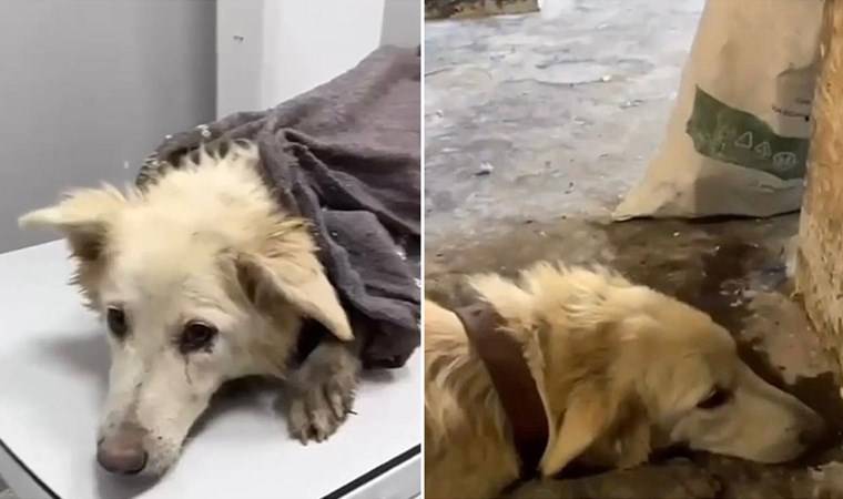 Ankara’da köpeği döverek öldüren sanık hakkında gelişme