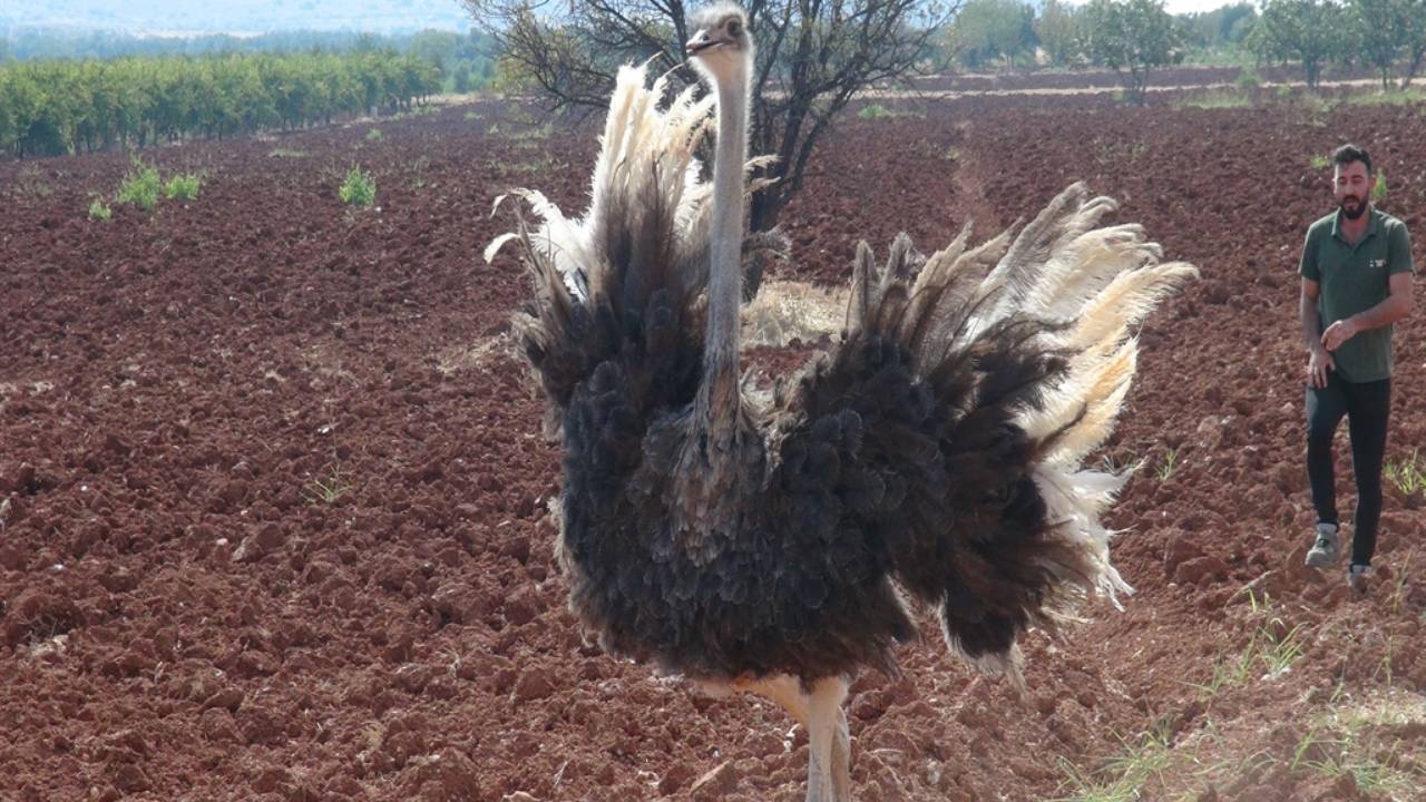 Kilis'te bulunan deve kuşu şaşırttı