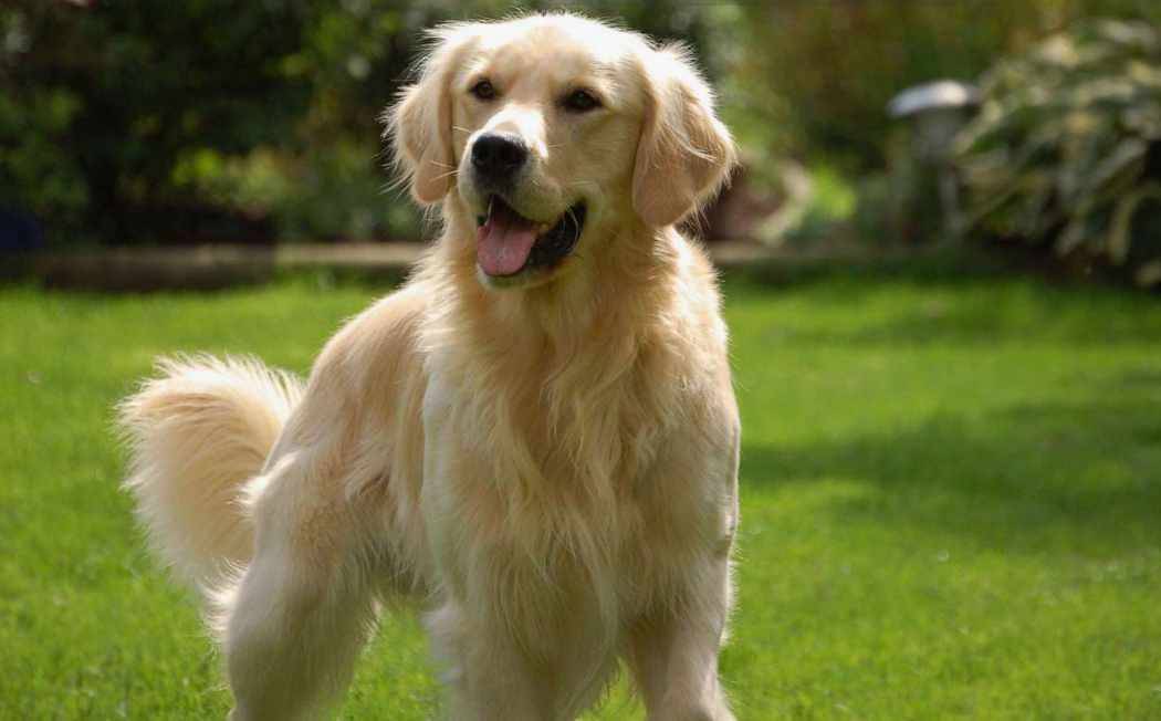  Çoğu köpek sahibi, çiftleşme sırasında köpeklerin "kilitlenme" durumuna girdiğini görüp şaşırıyor. Bu durum doğanın tamamen normal bir parçası ve köpeklerin üreme sürecinin olmazsa olmazı. Peki neden? İşte detaylar... 