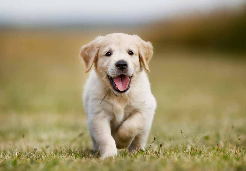  Bu biyolojik süreç sayesinde, döllenme şansı artırılıyor. Aynı zamanda, bu süreç sırasında başka erkek köpeklerin dişiye yaklaşması engellenmiş oluyor. 