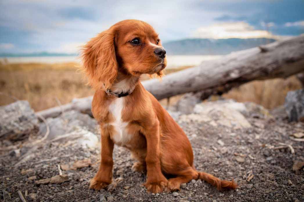  Bu "bağlanma" süreci genellikle 15-30 dakika sürebiliyor ve bu esnada köpekler birbirinden ayrılamıyor. Bunun sebebi, doğada erkek köpeğin spermlerinin dişi köpeğin yumurtalarına ulaşmasını garanti altına almak!  