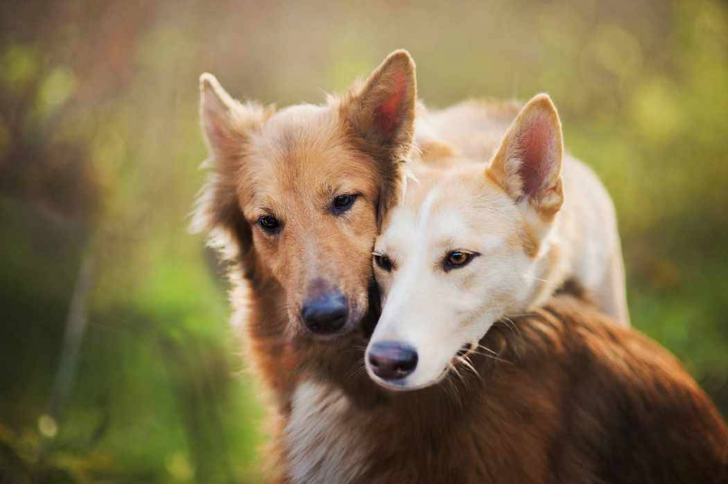 Almanya'da rekor vergi köpeklerden geldi