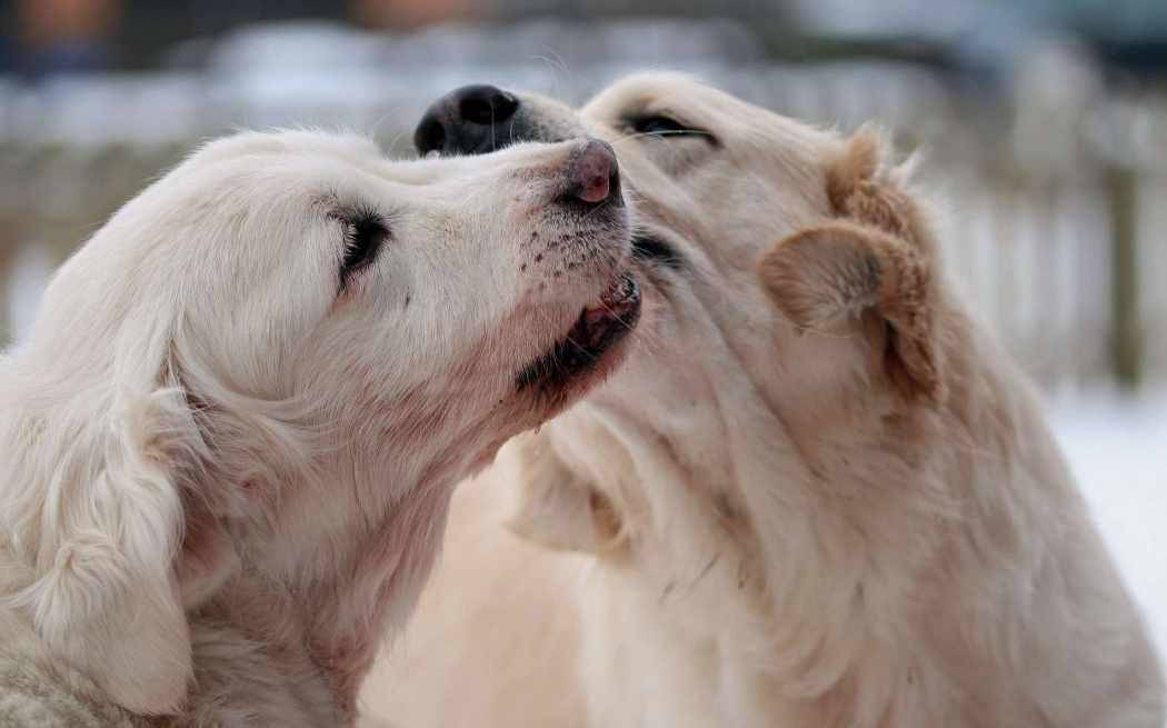 Köpeklerde Çiftleşme Sonrası ''Kilitlenme'' Neden Olur?