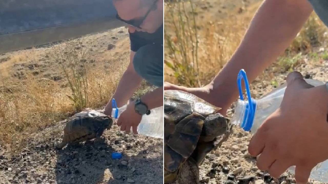 Sıcaktan bunalan kaplumbağanın imdadına polis yetişti