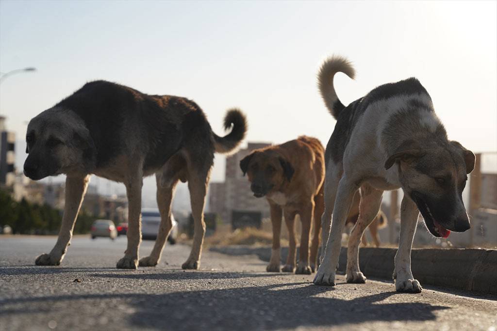 Köpekçi dernekler birbirini ifşa etmeye başladı