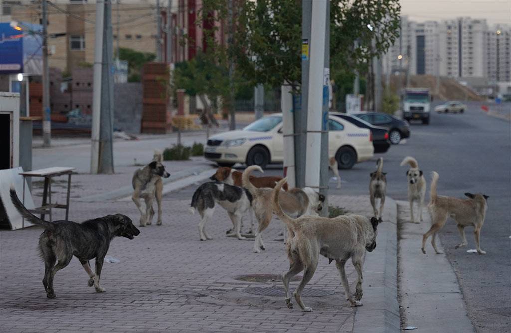 Süleymaniye, sokak köpekleri sorununda Ankara'yı aratmıyor!