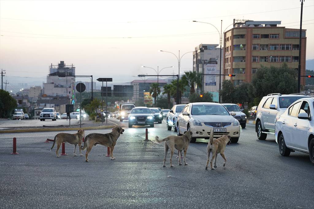 Süleymaniye, sokak köpekleri sorununda Ankara'dan farksız!