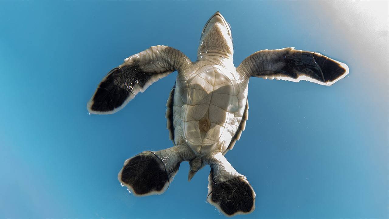 Antalya’da yavru caretta carettalar yuvalarından böyle çıktı