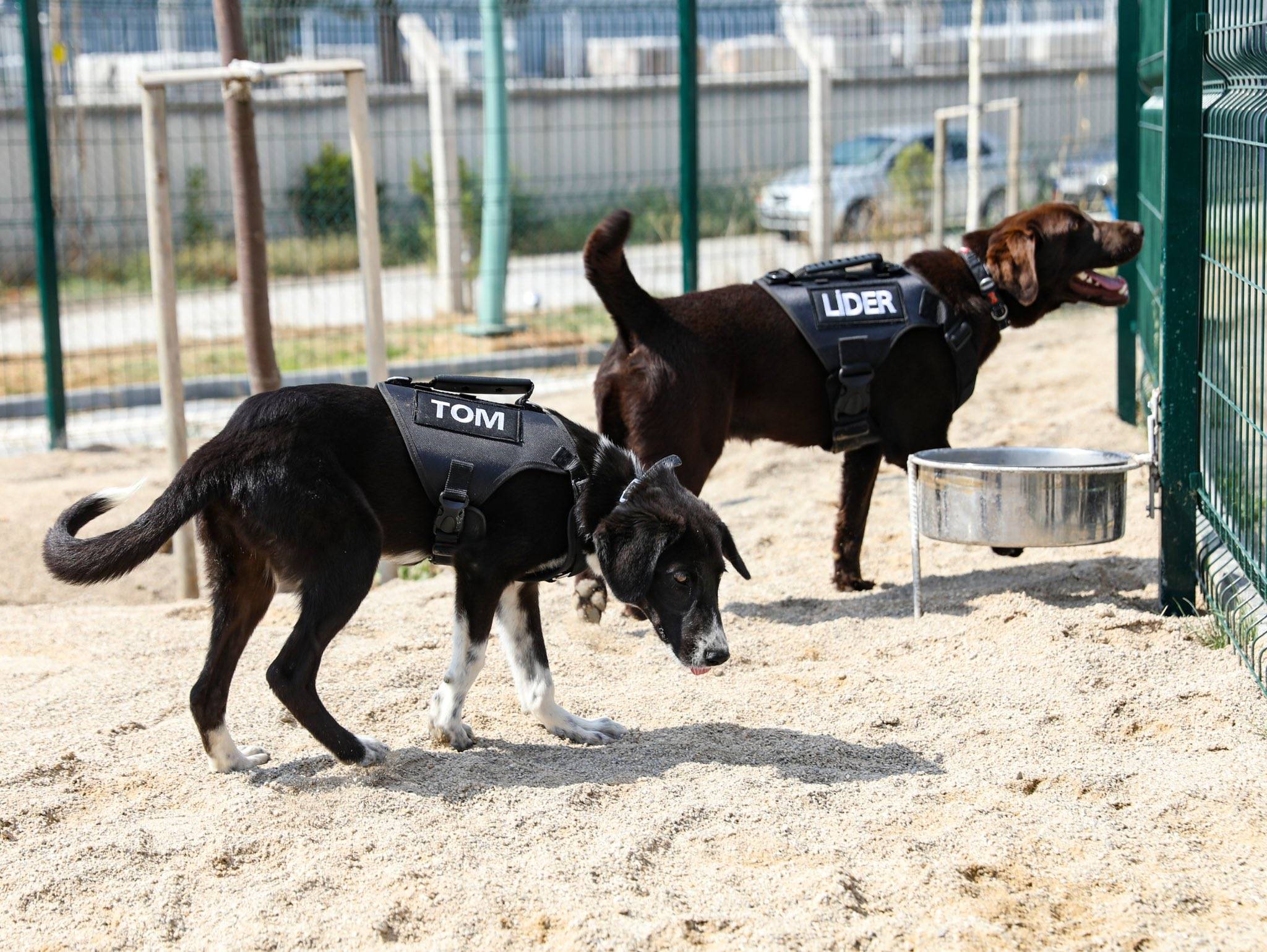 Etimesgut Belediyesince eğitilen 5 köpek bekçilik görevine başladı