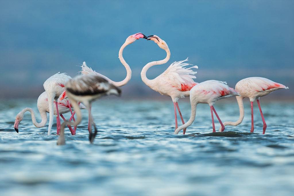 Flamingoların Venedik-Bursa rotası