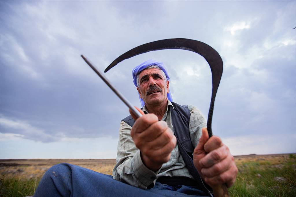 Karacadağ pirincini elle hasat ediyorlar