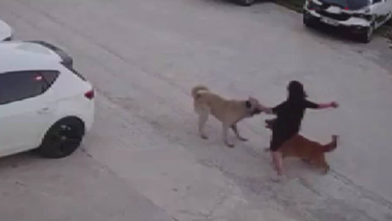 Gezmeye çıkardığı köpeğini canı pahasına korudu!