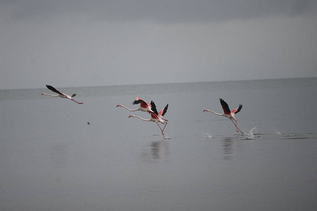 Flamingolar göç yolu üzerinde İznik Gölü’nde konakladı