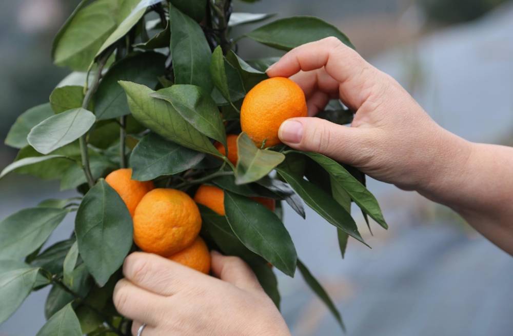 Rüyada Mandalina Toplamak Ne Anlama Gelir?