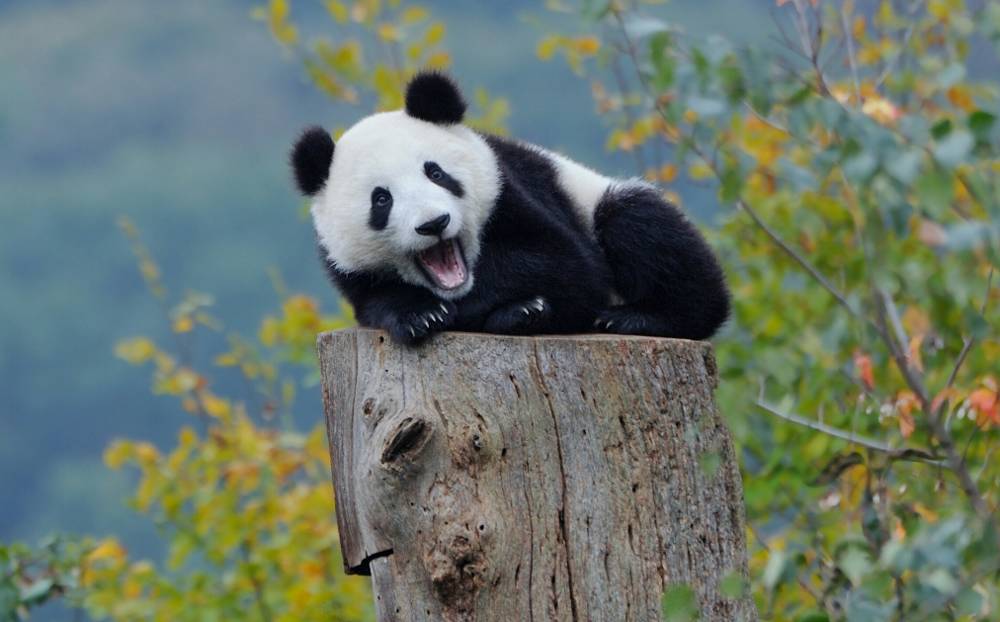 Rüyada Panda Görmek Ne Anlama Gelir?